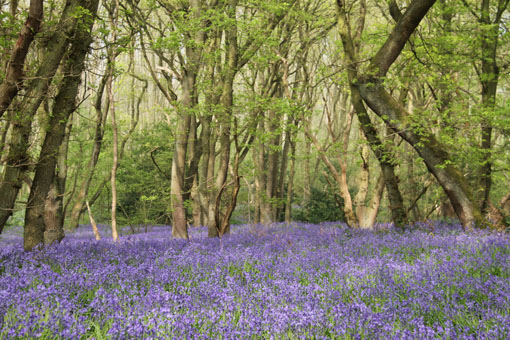 Carpet of Bluebells in a wood 